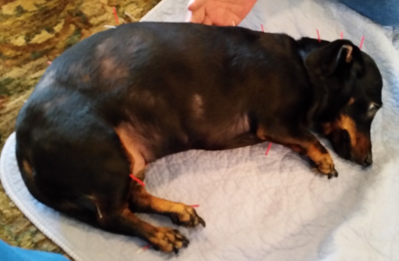 Hunter the dog receiving first acupuncture treatment