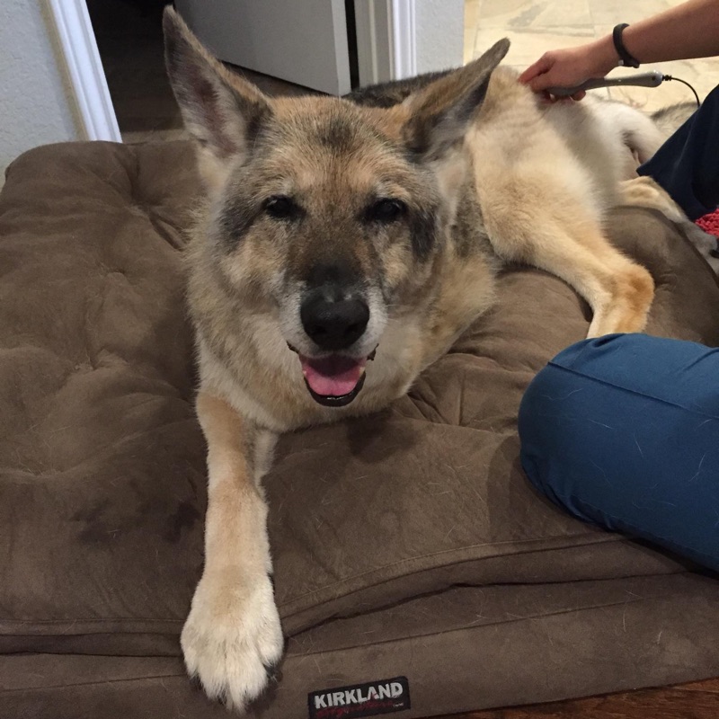 Aries the dog getting laser therapy