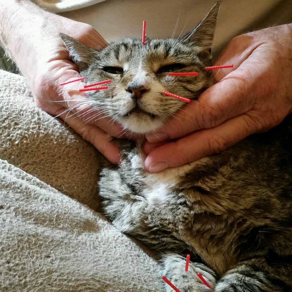 cat acupuncture in progress