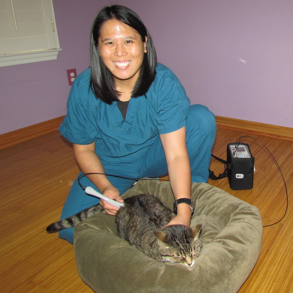 cat laser therapy session