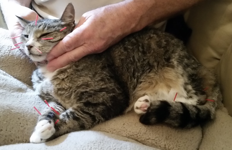 Diva the cat getting full acupuncture