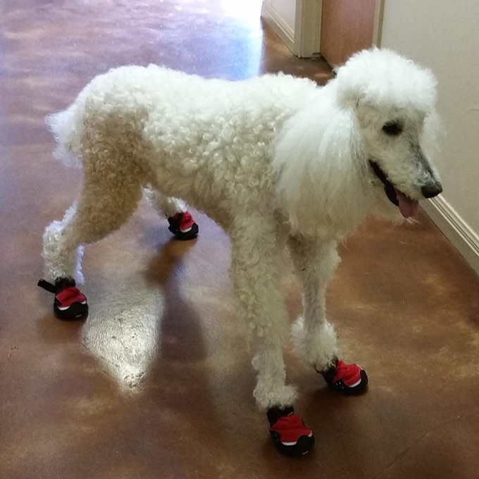 dog wearing therapy socks