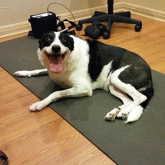 dog preparing for chiropractic adjustment