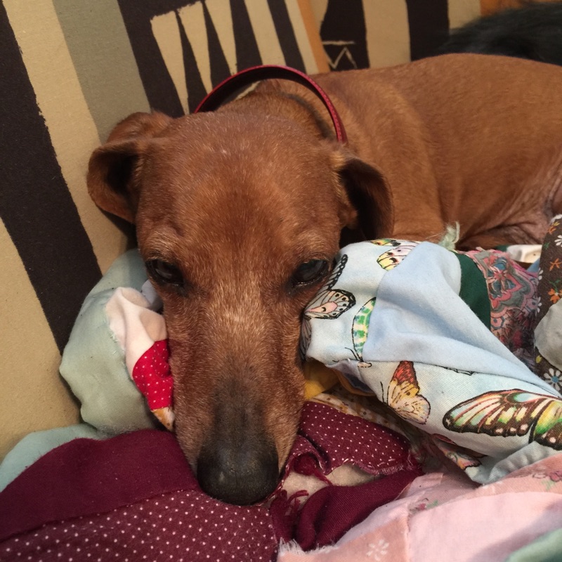 Hugh the dog resting on blankets