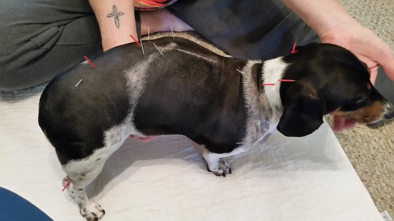 Misti having veterinary acupuncture treatment to relieve post surgery pain