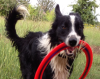 Success Story: Gypsy