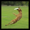 Success Story: Bella