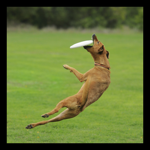 Bella the dog in mid air catching a frisbee