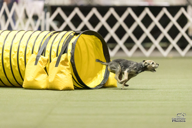 meg running agility course